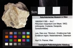 Foto (Objket + Etiketten) von Pithonoton marginatum (von Meyer, 1842) 